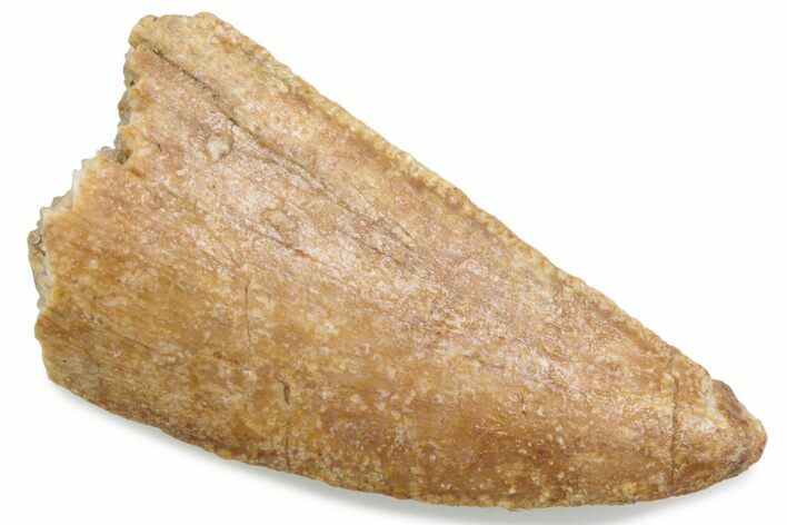 Serrated Raptor Tooth - Real Dinosaur Tooth #376471